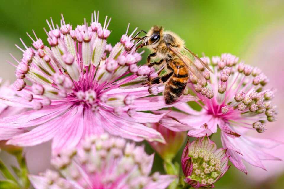 Разнообразие пчел имеет решающее значение для экосистем
