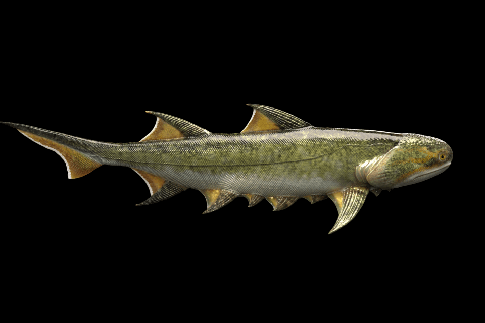 Древняя акула была одним из самых ранних предков человека