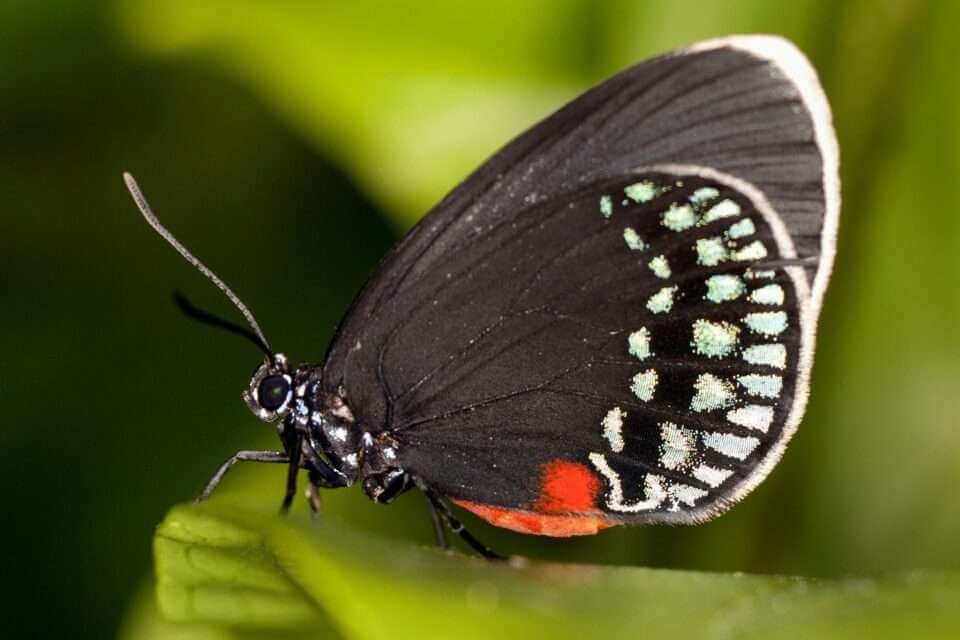Бабочки Атала сохранили древние узоры на крыльях