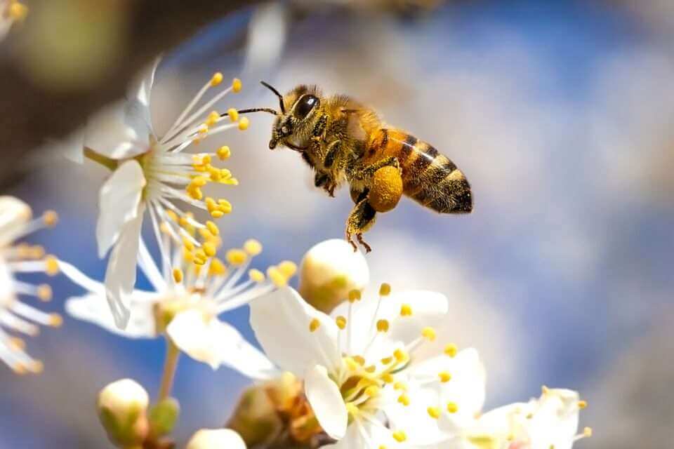 Продолжительность жизни медоносных пчел таинственным образом сокращается