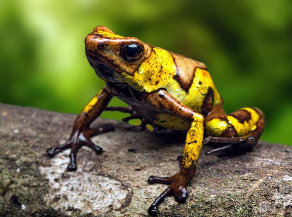 Десятки видов лягушек вновь обнаружены в Эквадоре