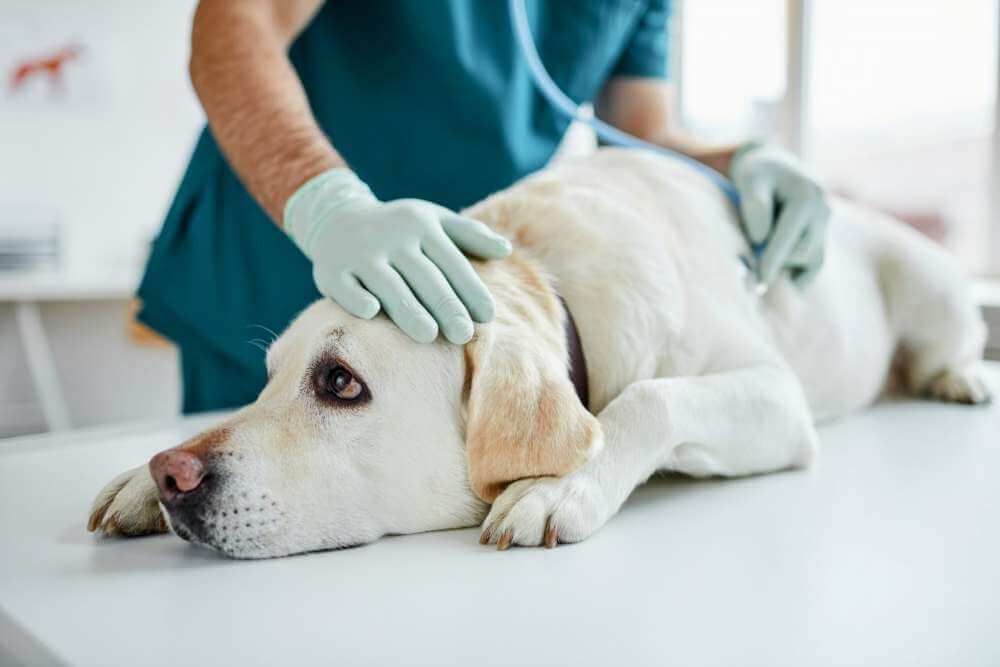 Вспышки собачьего гриппа распространяются по всей территории США