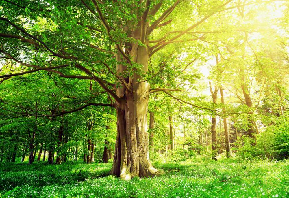 Старые деревья более устойчивы к засухе