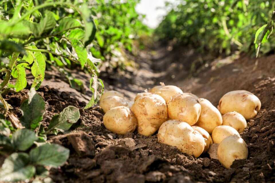Лекарства от рака будущего могут быть получены из картофеля