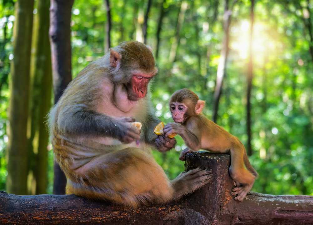 Стареющие самки обезьян больше внимания уделяют значимым отношениям