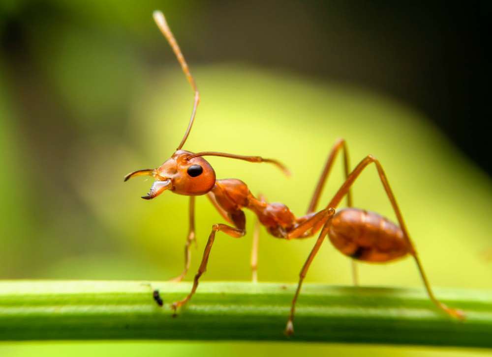 Гибридные муравьи быстро эволюционируют, удаляя вредные гены