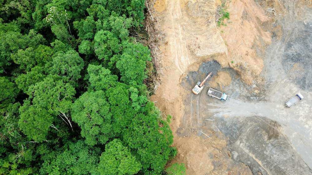 Вырубка лесов в тропиках приводит к уменьшению количества осадков