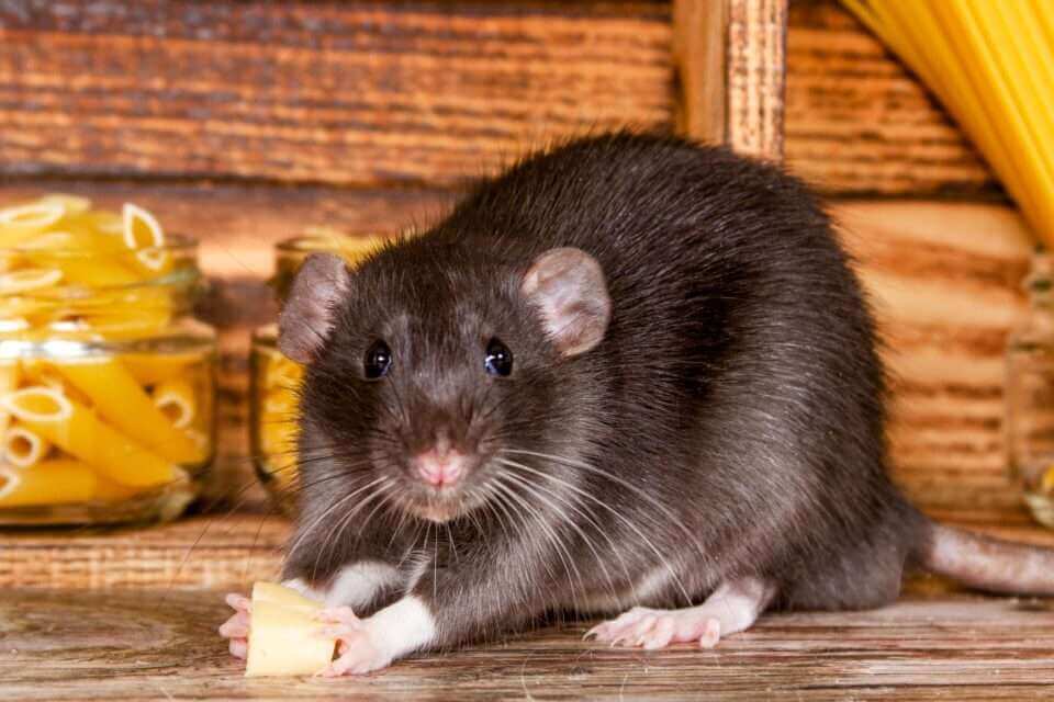 Крысы имеют те же когнитивные предубеждения, что и люди