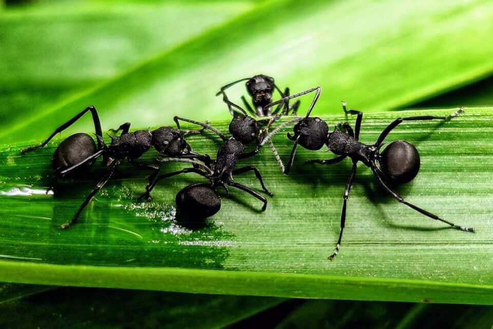 Целые колонии муравьев могут притворяться мертвыми, чтобы избежать хищников