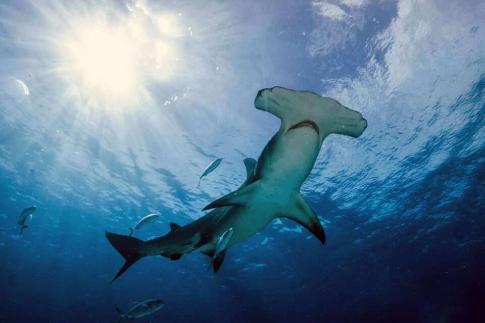 Акулы-молоты задерживают дыхание, чтобы согреться