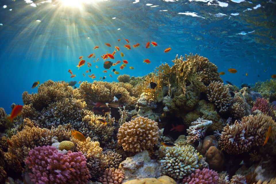 Световое загрязнение из прибрежных городов наносит ущерб коралловым рифам