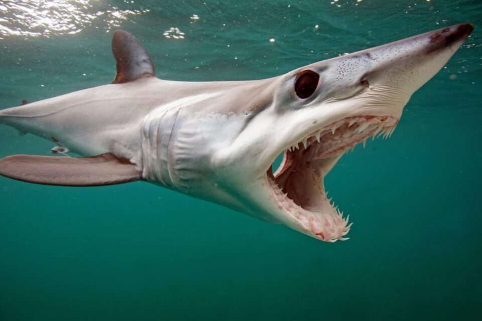 Челюсти большинства видов акул мало изменяются на протяжении миллионов лет