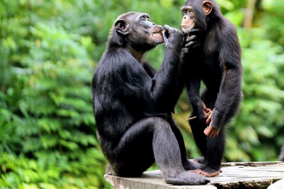 Молодые шимпанзе и люди учатся общаться одинаковым образом