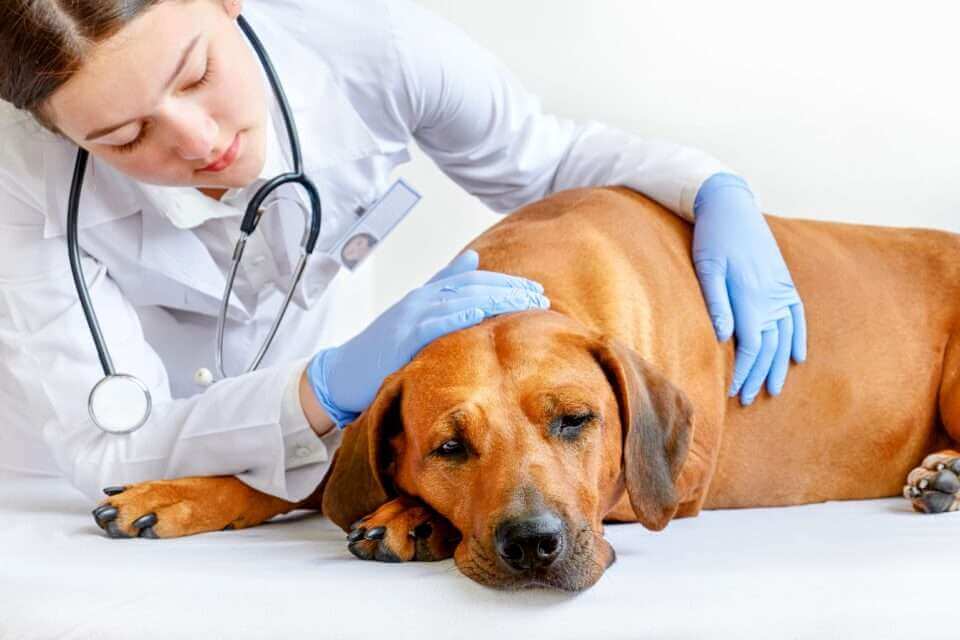 Исследование выявило положения тела, которые указывают на то, что ваша собака испытывает боль