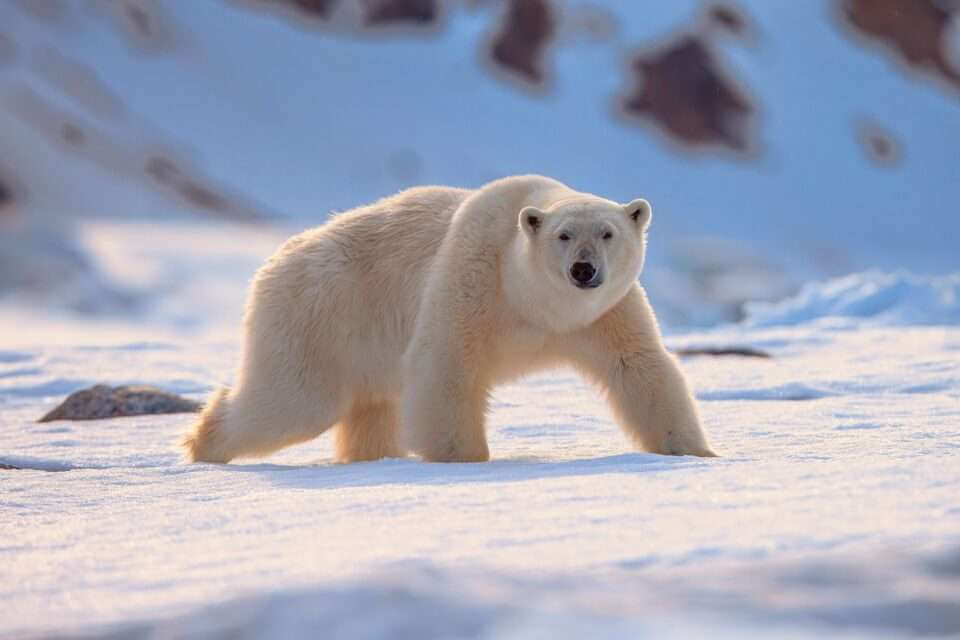 Ученые раскрыли секреты меха белого медведя