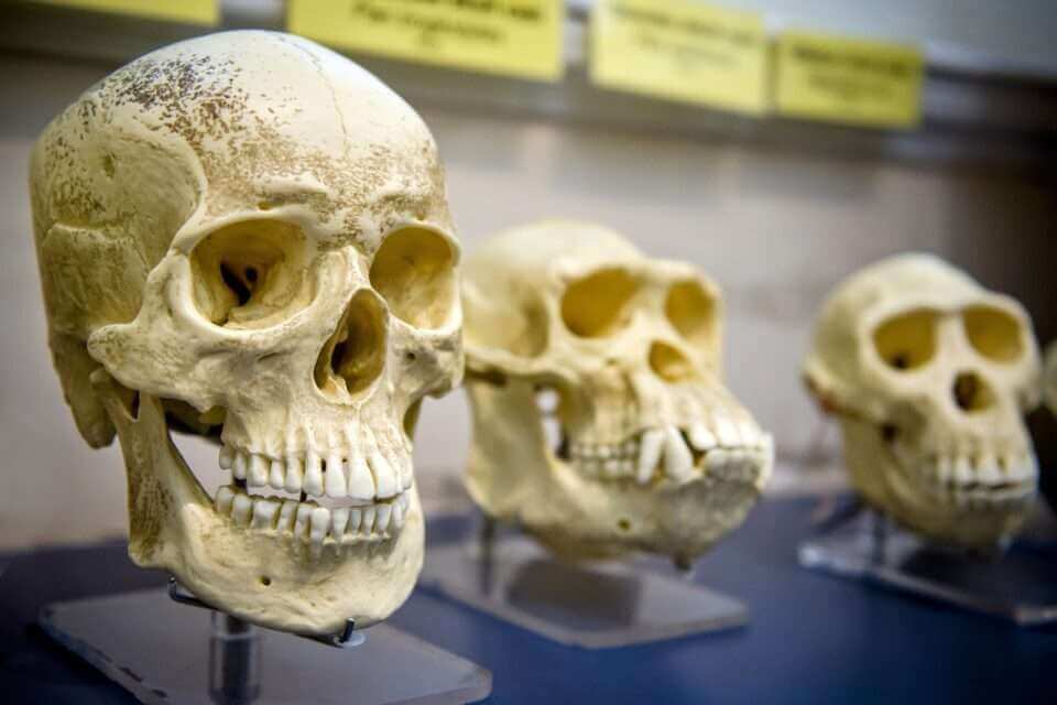В Китае обнаружены окаменелости ранее неизвестного предка человека