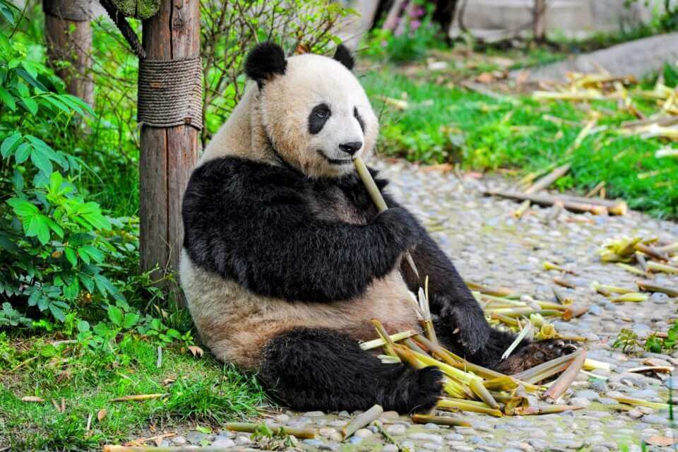 Панды, содержащиеся в неволе, испытывают реактивную усталость вне естественной среды обитания