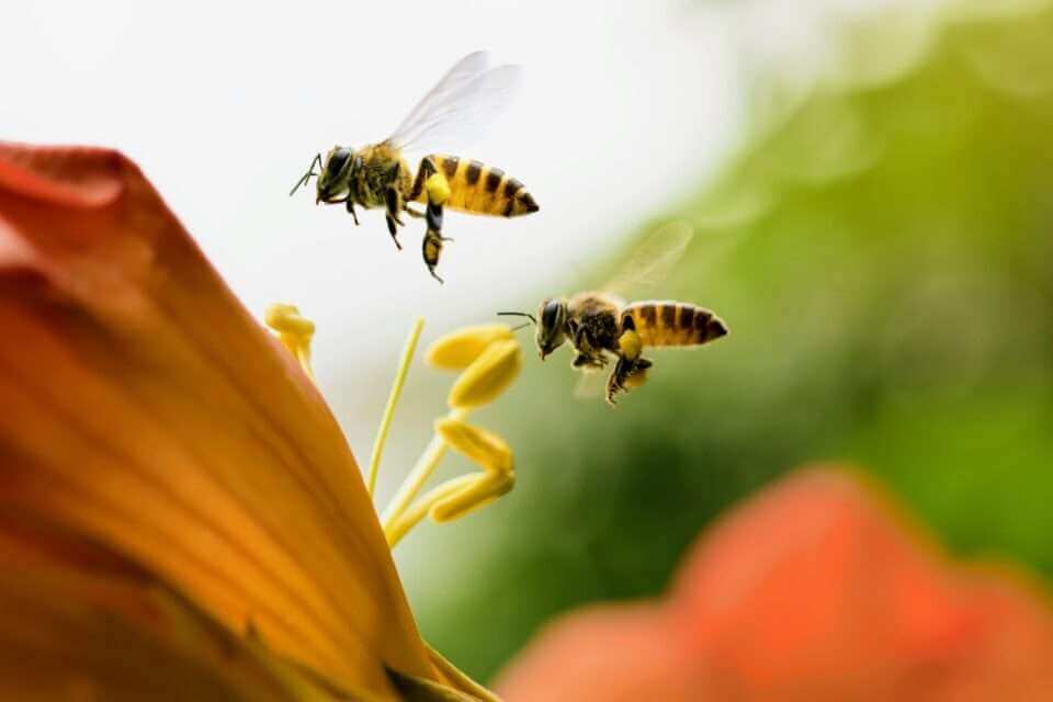 Медоносные пчелы наследуют альтруистические черты от матери