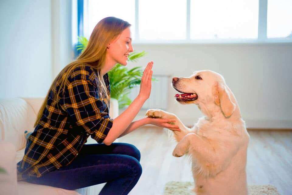 Отметины на лице собак влияют на их связь с человеком