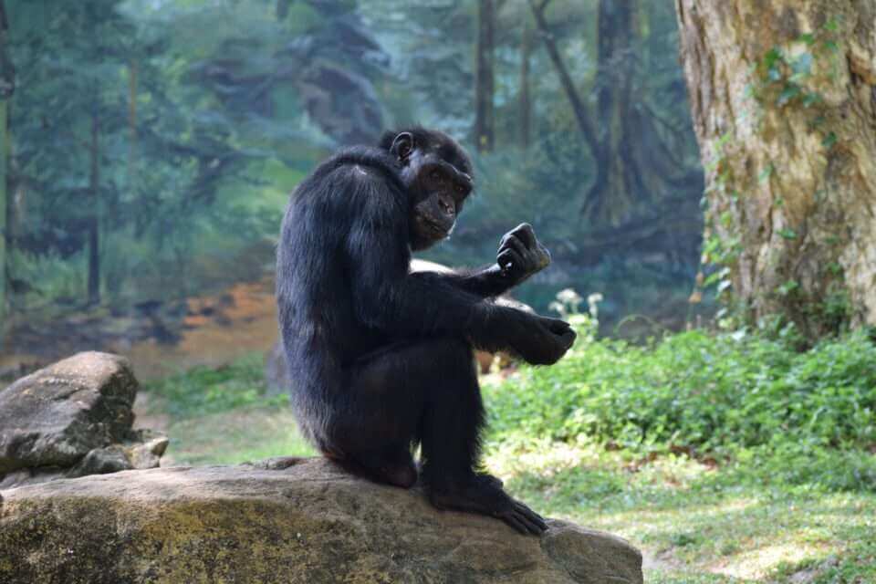 Шимпанзе ищут возвышенности, чтобы шпионить за соперниками во время военных действий