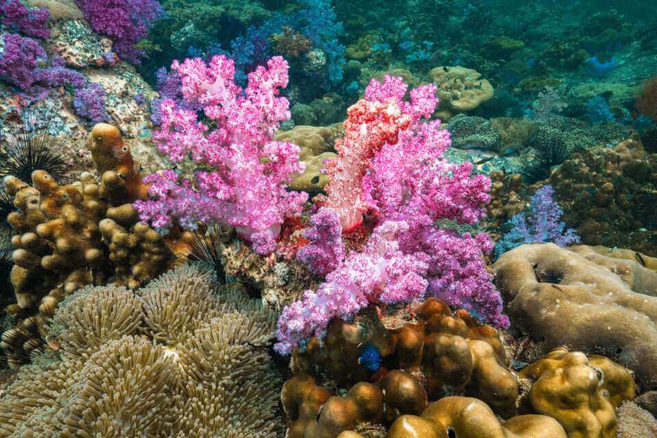Некоторые кораллы и рифы демонстрируют удивительную устойчивость по мере потепления глобальных вод