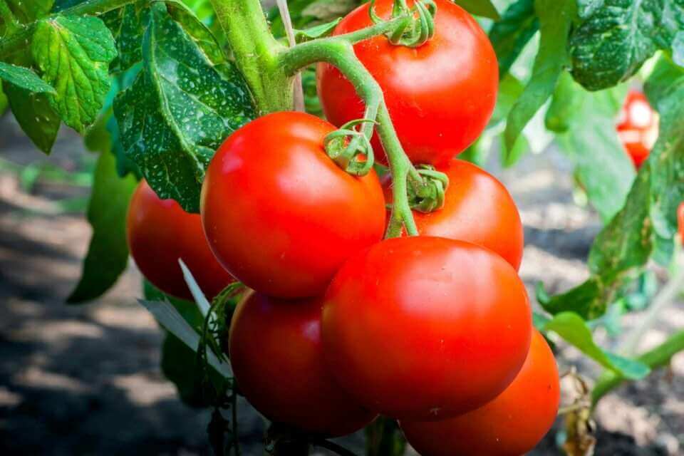 Растения томатов используют свои корни для распределения воды во время засухи