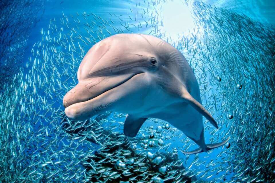 В организме выброшенных на берег китов и дельфинов обнаружен высокий уровень токсинов