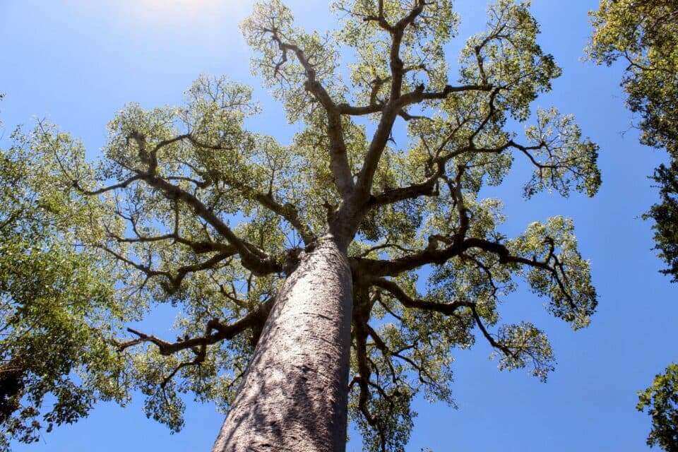 Загадочное происхождение деревьев баобаб наконец-то раскрыто