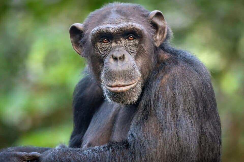 Шимпанзе продолжают учиться и во взрослом возрасте