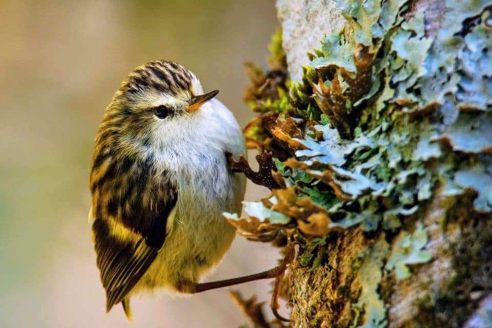 Крошечная птичка проливает свет на эволюцию вокального обучения