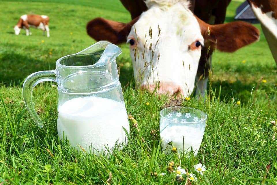 Сырое молоко - опасность для здоровья, о которой многие не догадываются