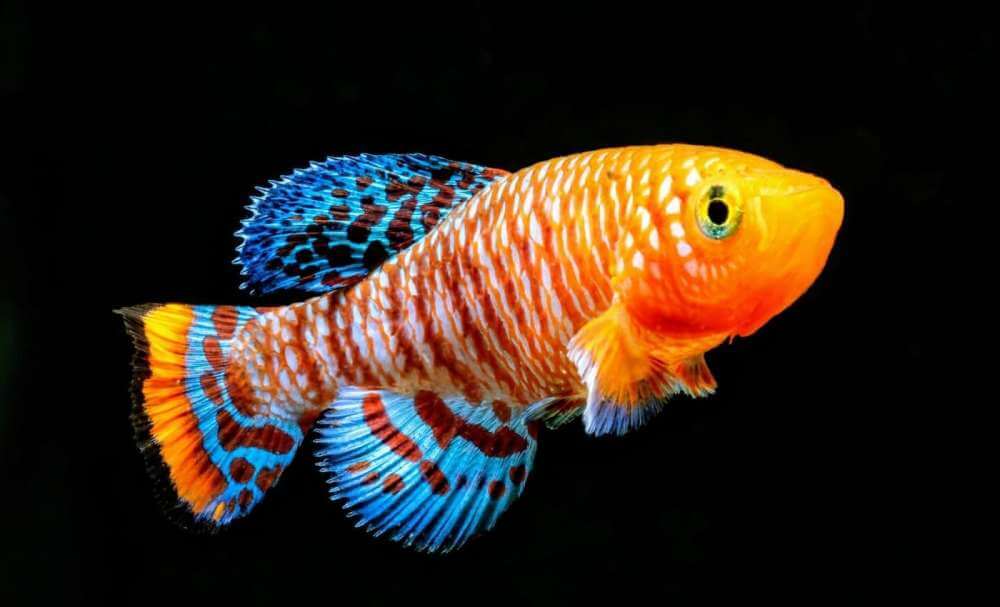 Рибите намират нови начини за размножаване в отговор на хищниците