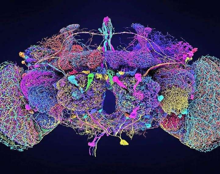 Впервые создана полная карта каждого нейрона в мозге